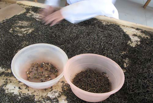 茶叶筛分机